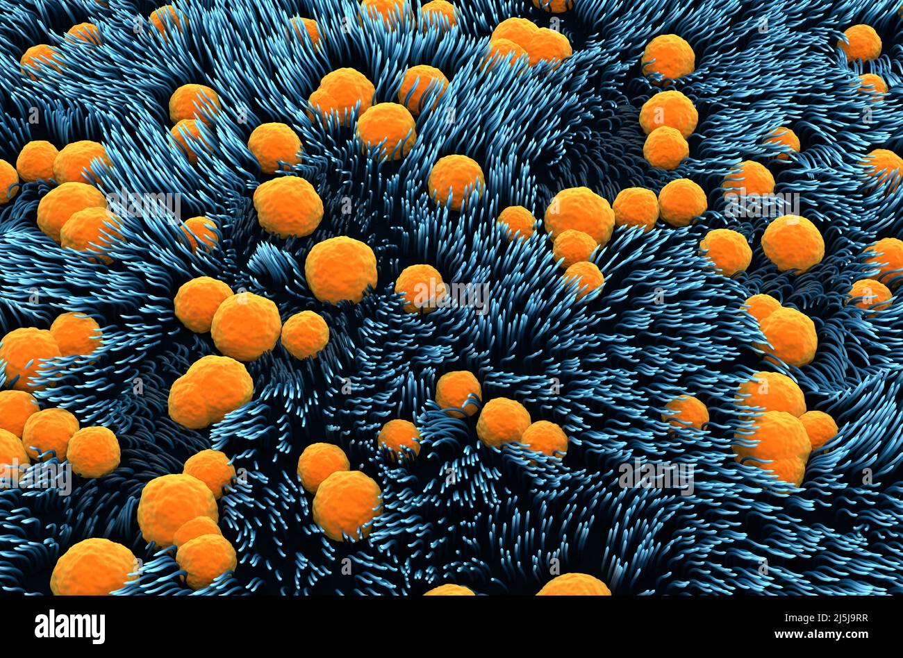 Doublure de la trachée (surface) - illustration de la vue isométrique 3D Banque D'Images