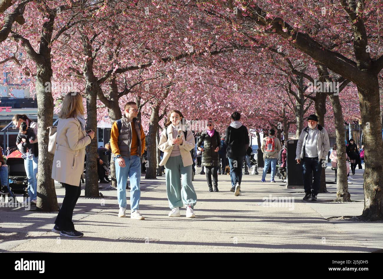 Stockholm, Suède - 19 avril 2022 : les habitants du parc Kungstradgarden profitent du printemps avec les cerisiers japonais en fleurs. Banque D'Images