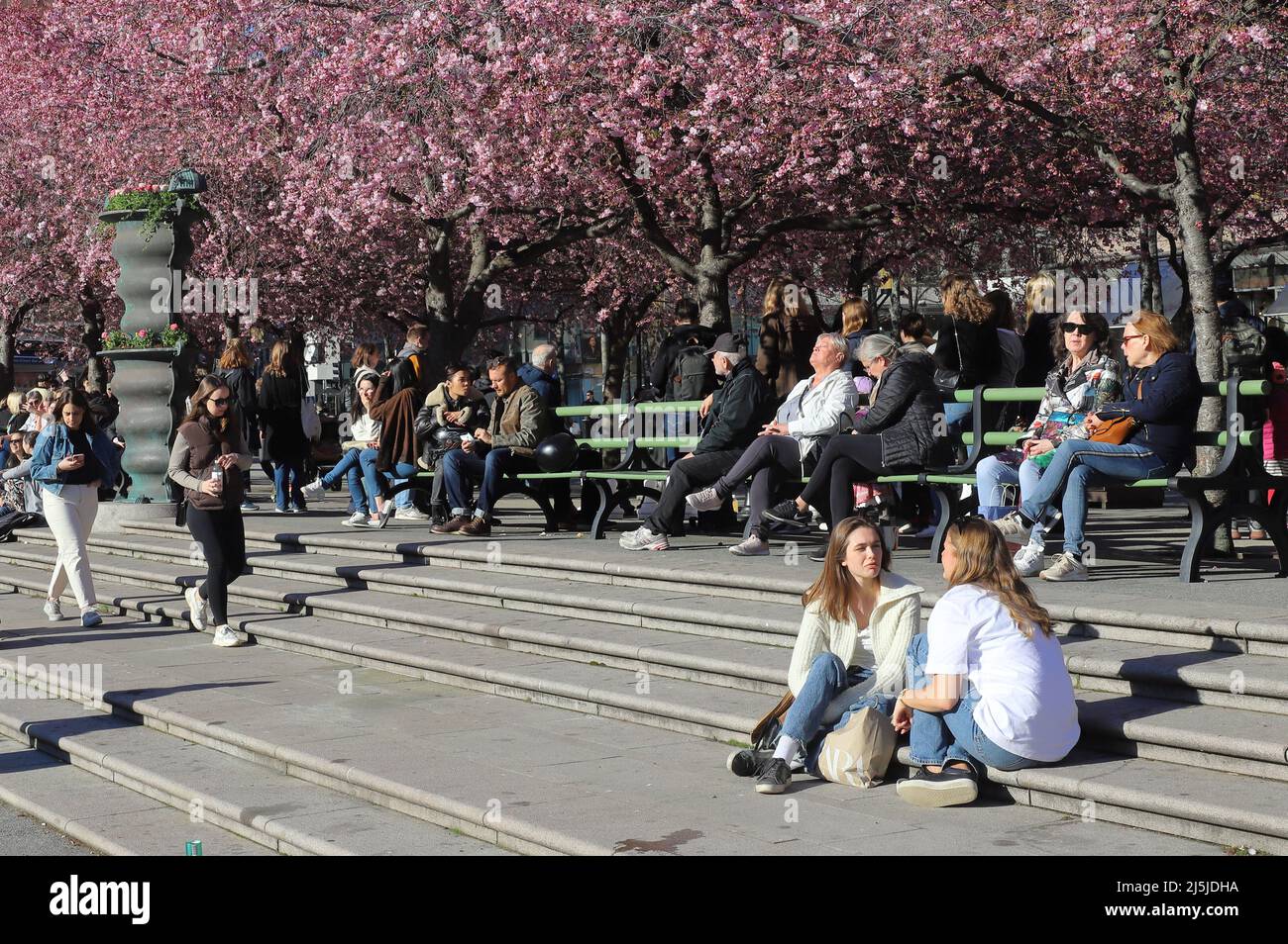 Stockholm, Suède - 19 avril 2022 : les habitants du parc Kungstradgarden profitent du printemps avec les cerisiers japonais en fleurs. Banque D'Images
