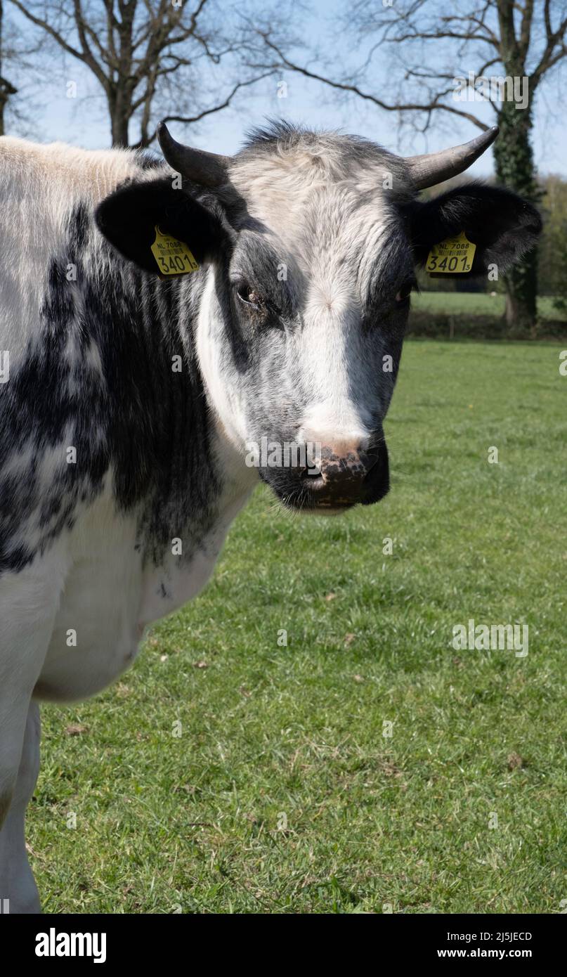 La vache tachetée noire et blanche avec cornes tourne la tête vers la droite et regarde dans la caméra avec intérêt, dans un pré de printemps vert Banque D'Images