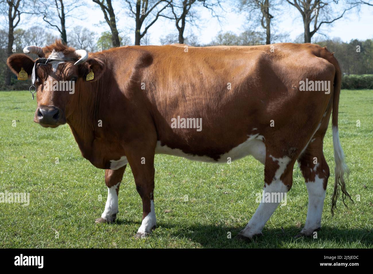 Vache à pois rouges avec cornes dans un pré de printemps vert ensoleillé aux pays-Bas. Vue latérale, la tête avec des marqueurs d'oreille regarde la caméra Banque D'Images