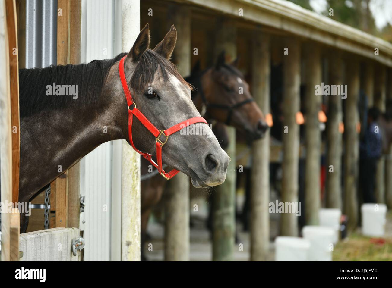 Un cheval de course inspecte ses environs tout en étant poignardé lors d'une rencontre de course de campagne Banque D'Images
