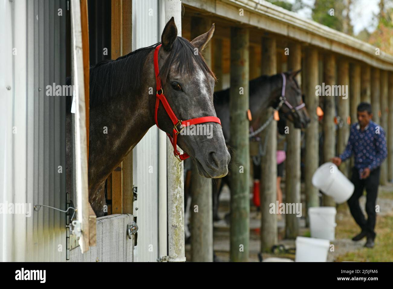Un cheval de course inspecte ses environs tout en étant poignardé lors d'une rencontre de course de campagne Banque D'Images
