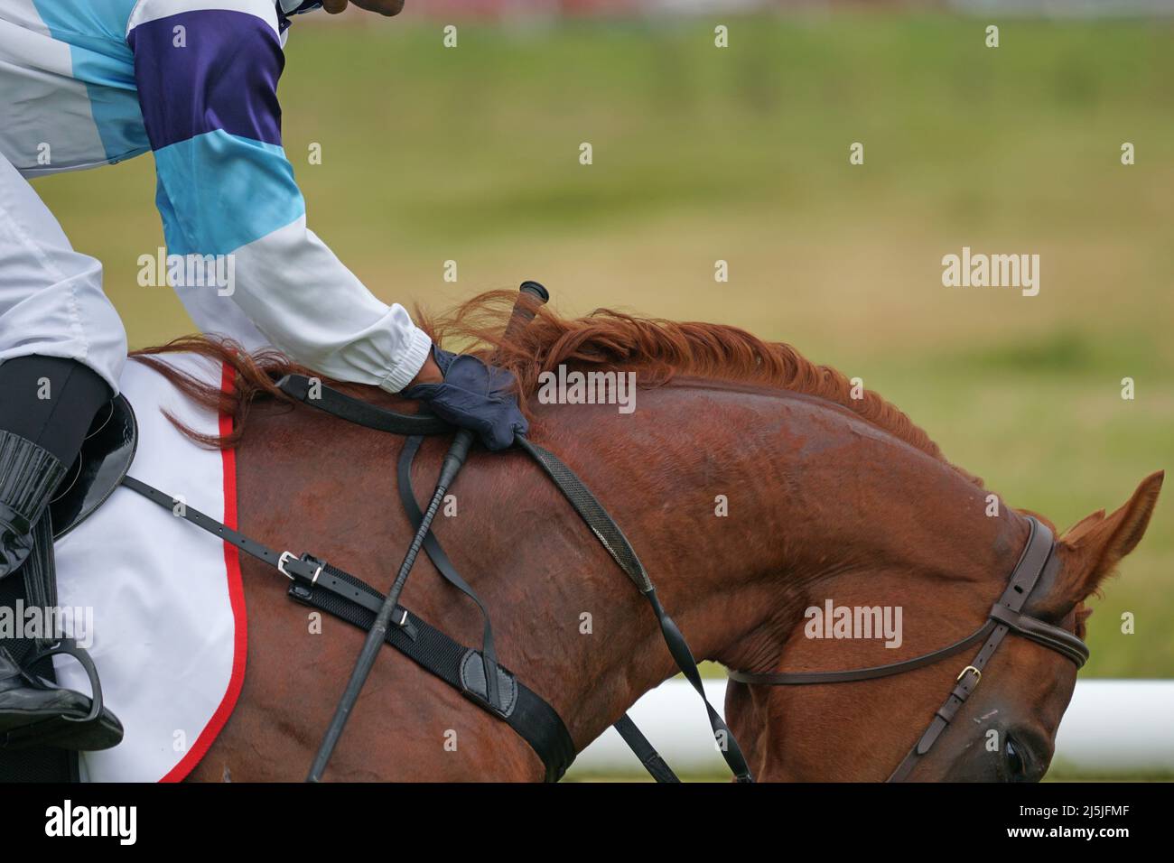 un jockey monte dur jusqu'à la ligne d'arrivée dans une course à une rencontre de campagne Banque D'Images