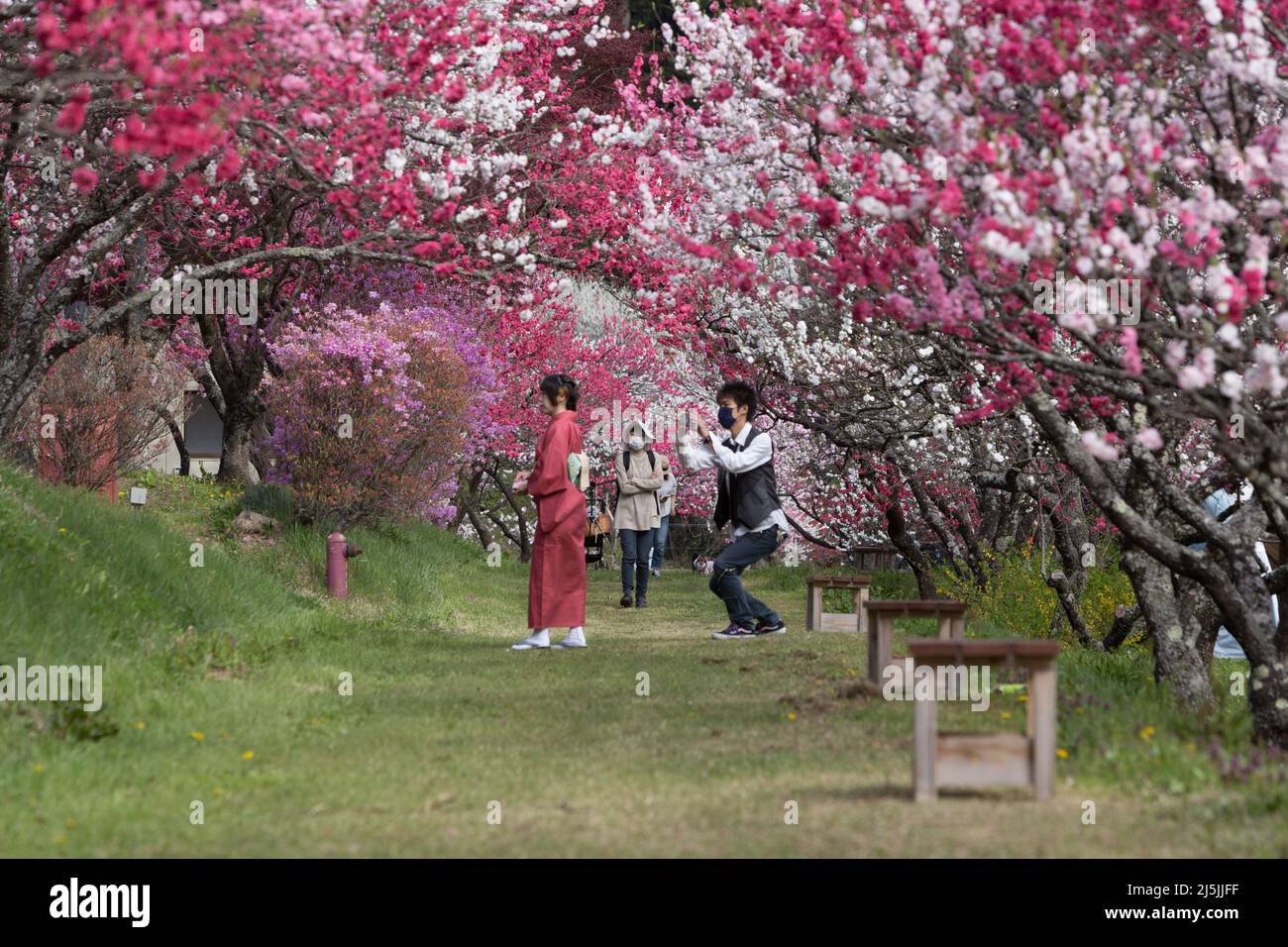 achi village, nagano, japon, 2022/23/04 , Achi-mura village à Nagano est l'un des meilleurs endroits pour voir les fleurs de pêche. ACHI-mura dans la préfecture de Nagano Banque D'Images