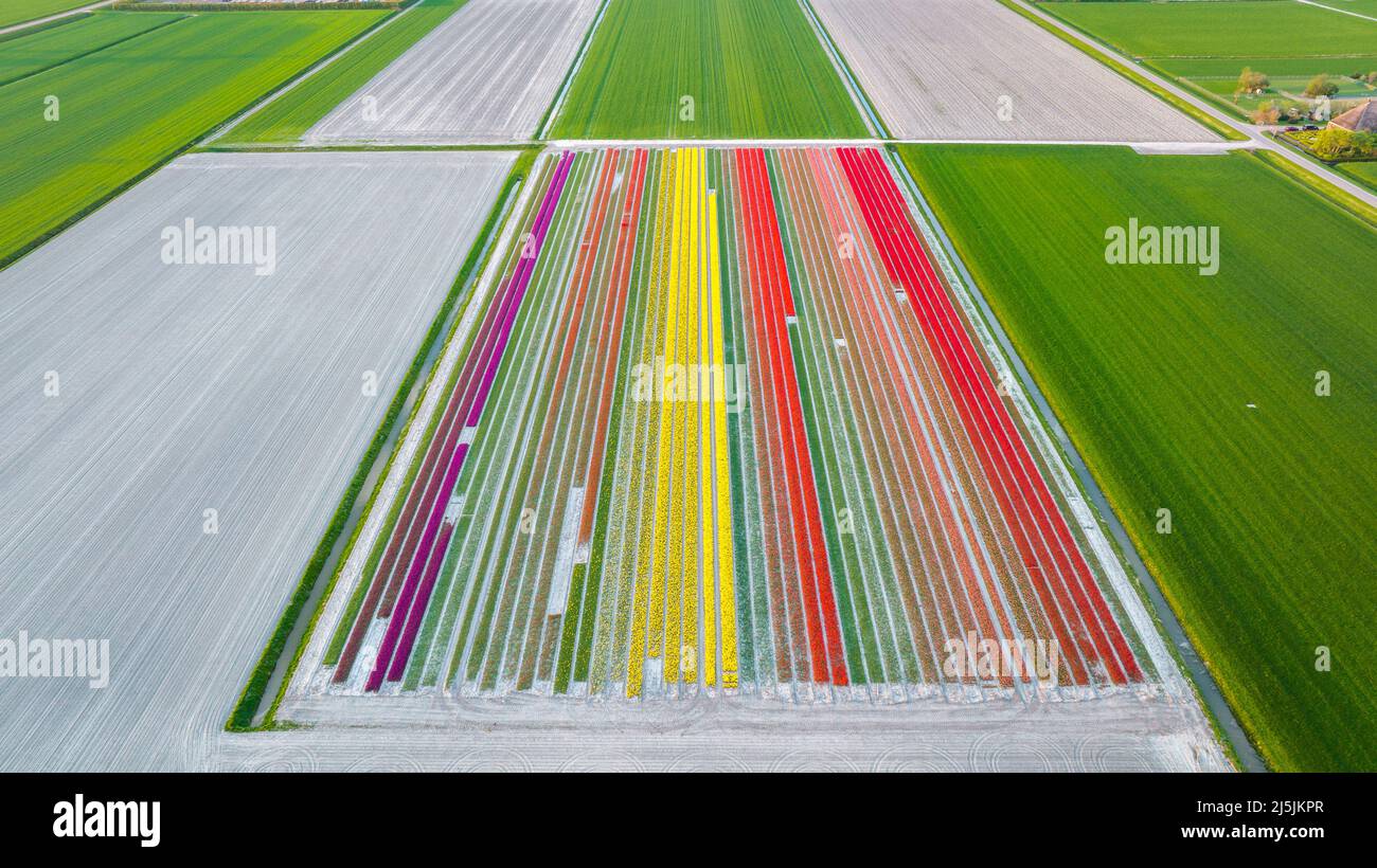 Photo aérienne de champs de tulipes colorés en Hollande Banque D'Images