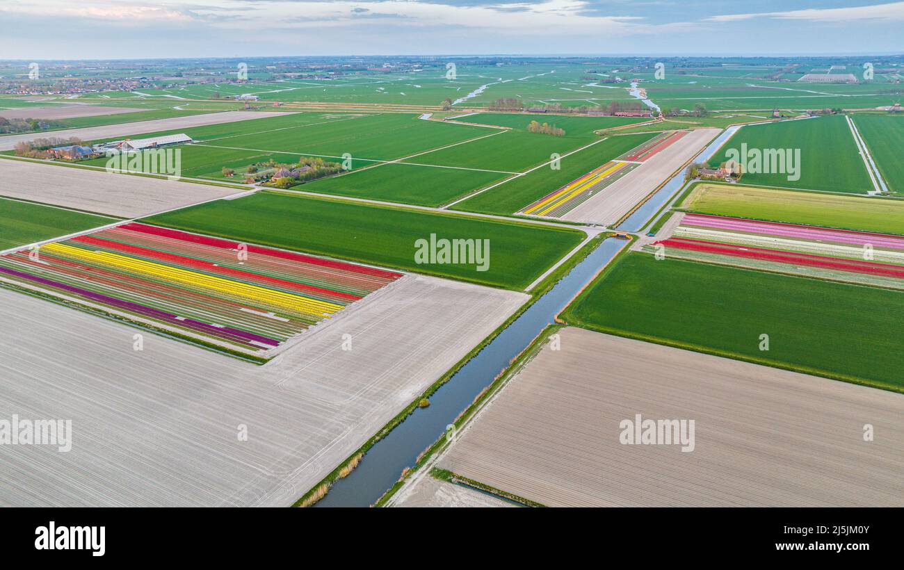 Photo aérienne de champs de tulipes colorés en Hollande Banque D'Images