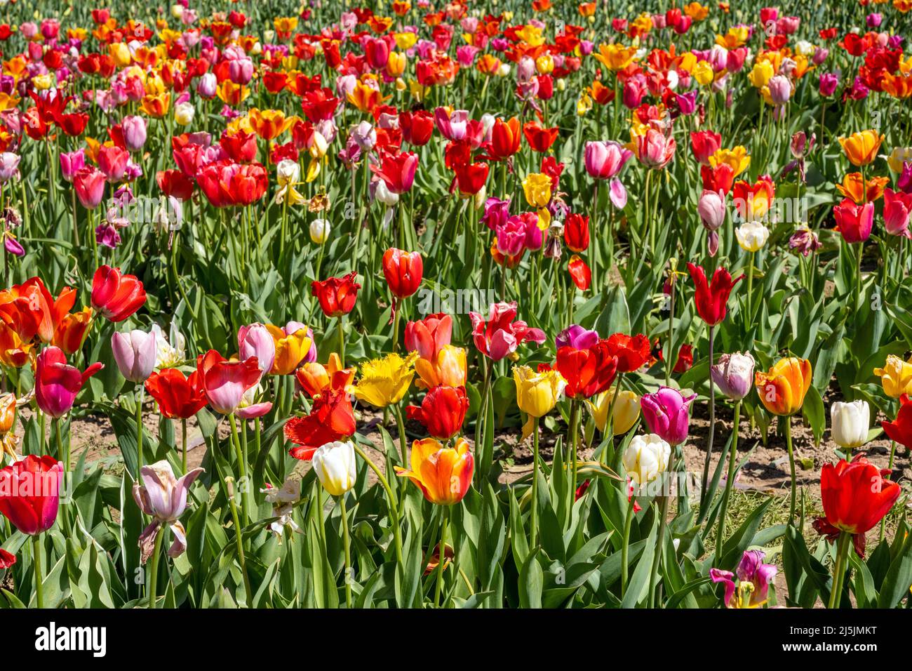Un champ coloré plein de fleurs de tulipe Banque D'Images