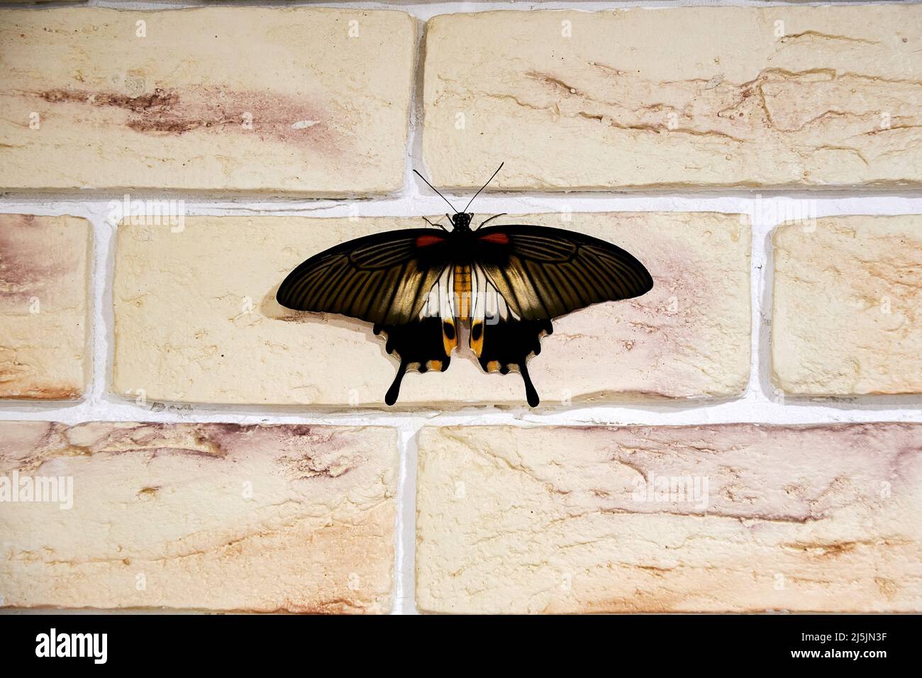 Papillon papillio lowi lumineux sur le mur de briques dans la chambre. Animaux et insectes Banque D'Images