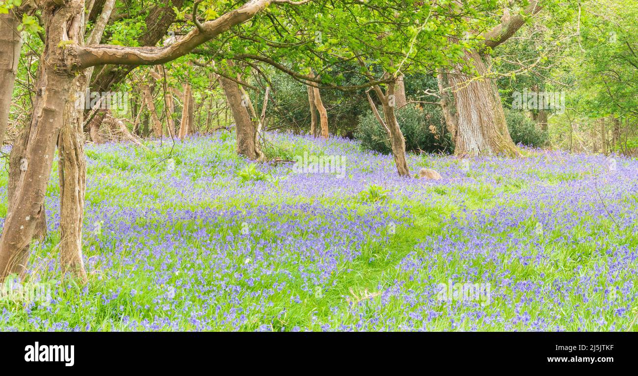 Bluebells à Roydon Woods, New Forest, Hampshire Banque D'Images