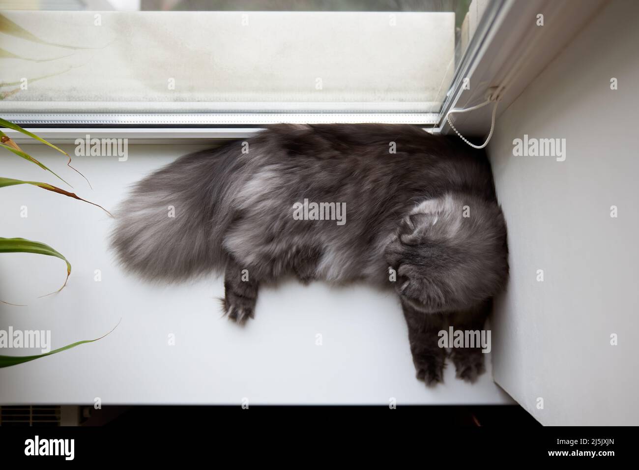 Le joli chat écossais moelleux se trouve sur le rebord de la fenêtre. Vue de dessus Banque D'Images