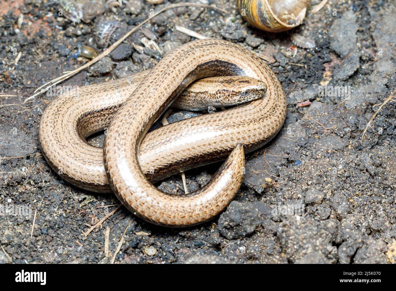 Ver lent (Anguis fragilis) Sussex, Royaume-Uni Banque D'Images