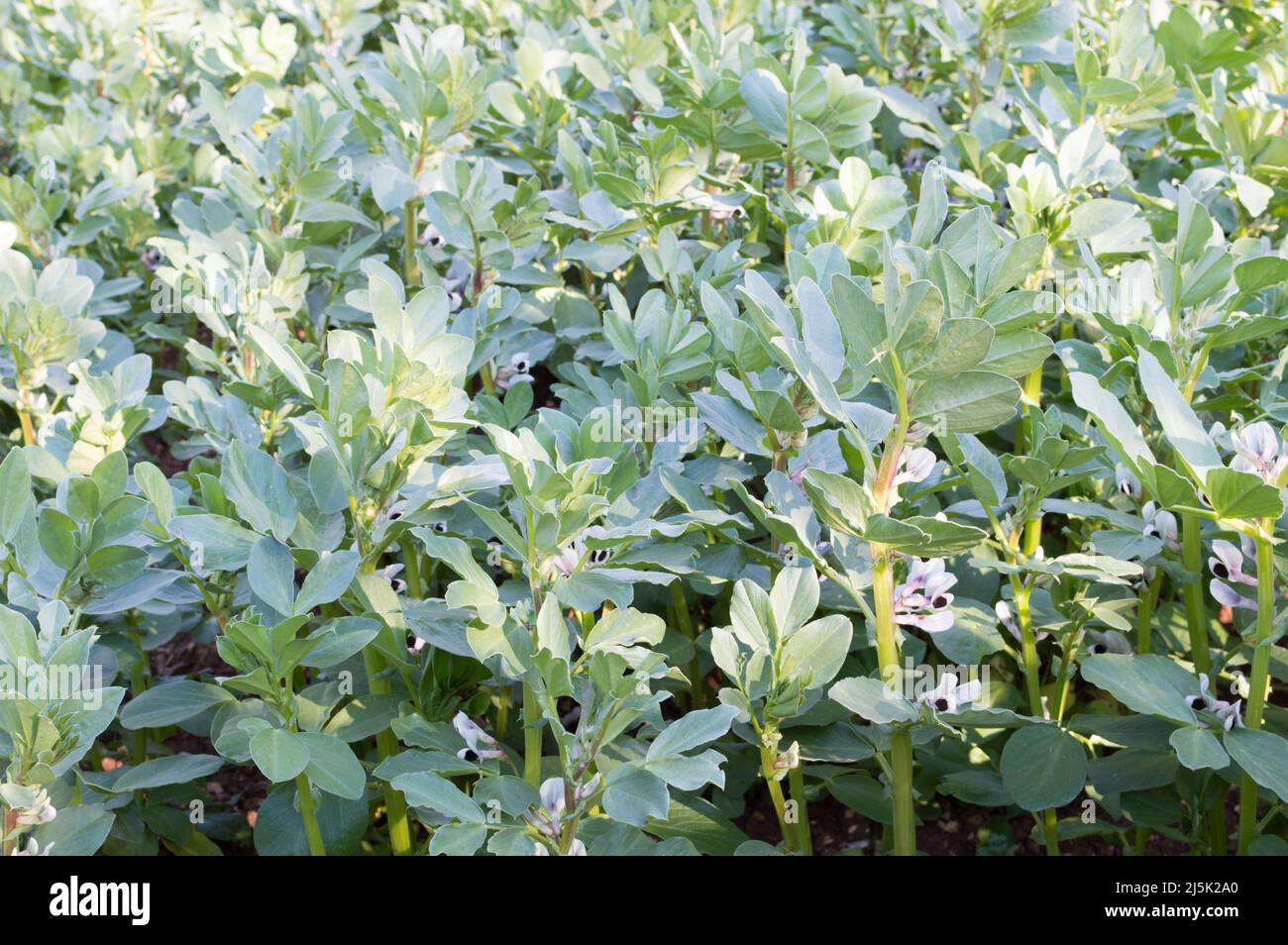 Culture des haricots, Vicia faba, en fleur au printemps, en Dalmatie, Croatie Banque D'Images