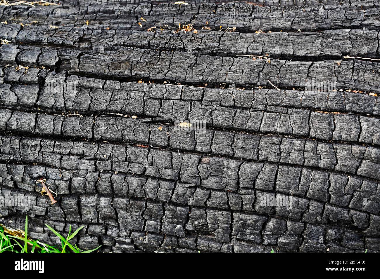 Arrière-plan de texture de tronc d'arbre brûlé Banque D'Images