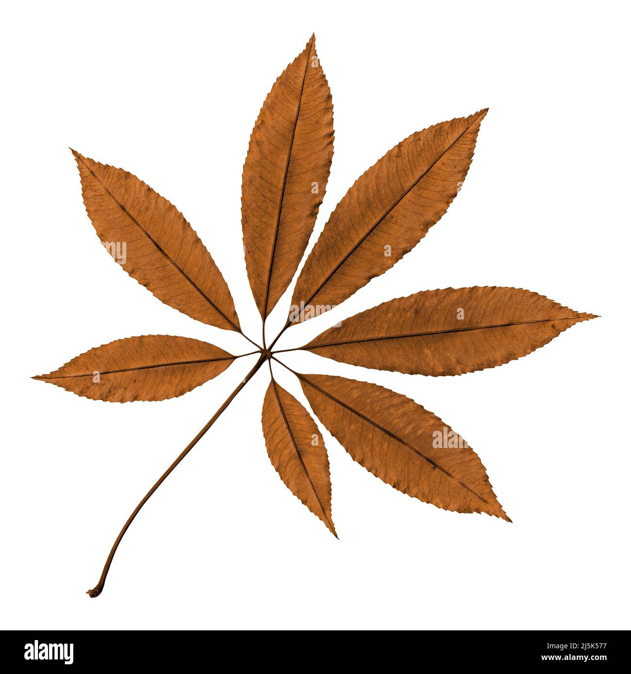 Feuille sèche naturelle isolée sur fond blanc Banque D'Images