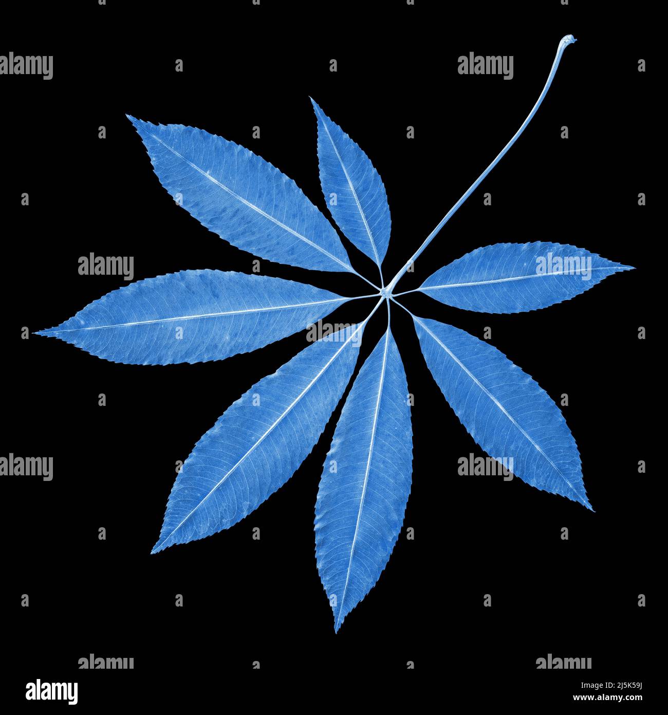 Feuille bleue isolée sur fond noir Banque D'Images
