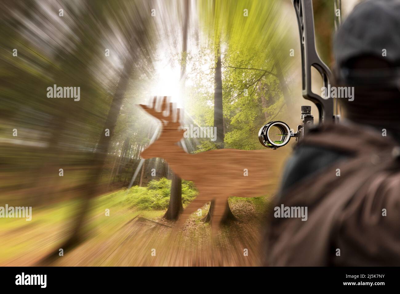 Un archer, avec son arc composé (arc de chasse) vise une silhouette d'un faux cerf en bois dans les bois. Banque D'Images