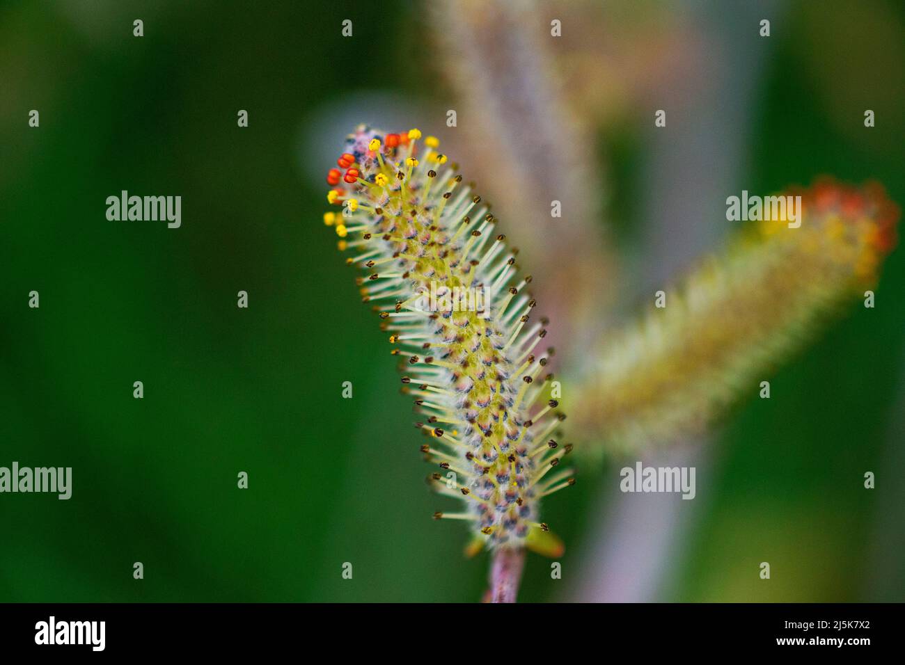 La nature se réveille au printemps. Brindilles de saule en fleurs et saules-chats à fourrure, appelés phoques ou chats Banque D'Images