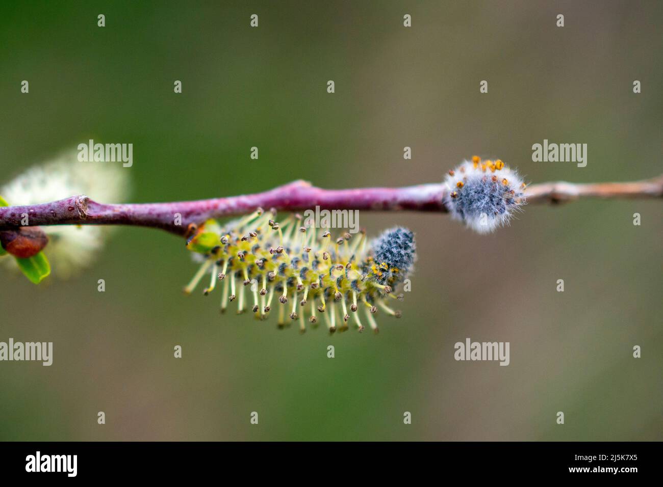 La nature se réveille au printemps. Brindilles de saule en fleurs et saules-chats à fourrure, appelés phoques ou chats Banque D'Images