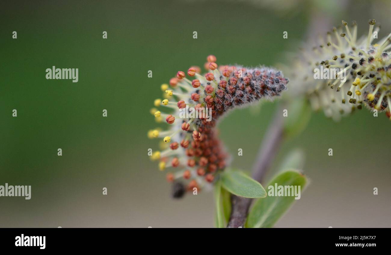 La nature se réveille au printemps. Brindilles de saule en fleurs et saules-chats à fourrure, appelés phoques ou chats Banque D'Images
