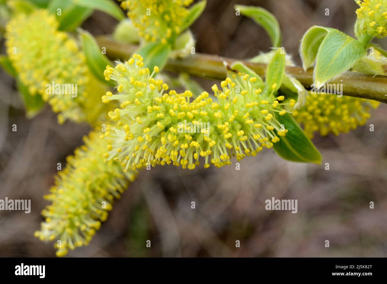 La nature se réveille au printemps. Brindilles de saule en fleurs et saules-chats à fourrure, appelés phoques ou chats Banque D'Images