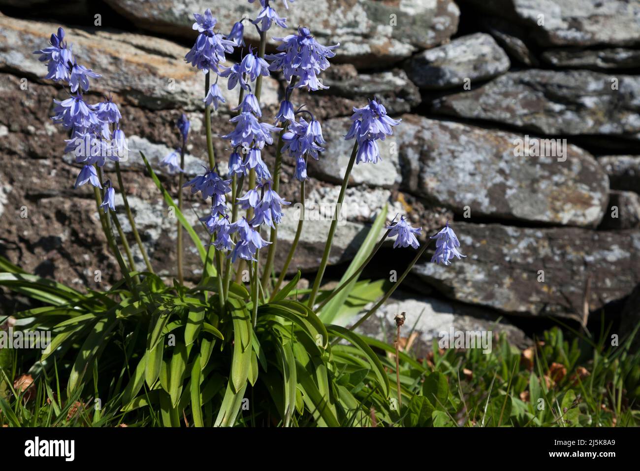 Hycinthoides hispanica - Spanish Bluebell. Fleur de printemps fleurs bleues contre le mur de pierre. Banque D'Images