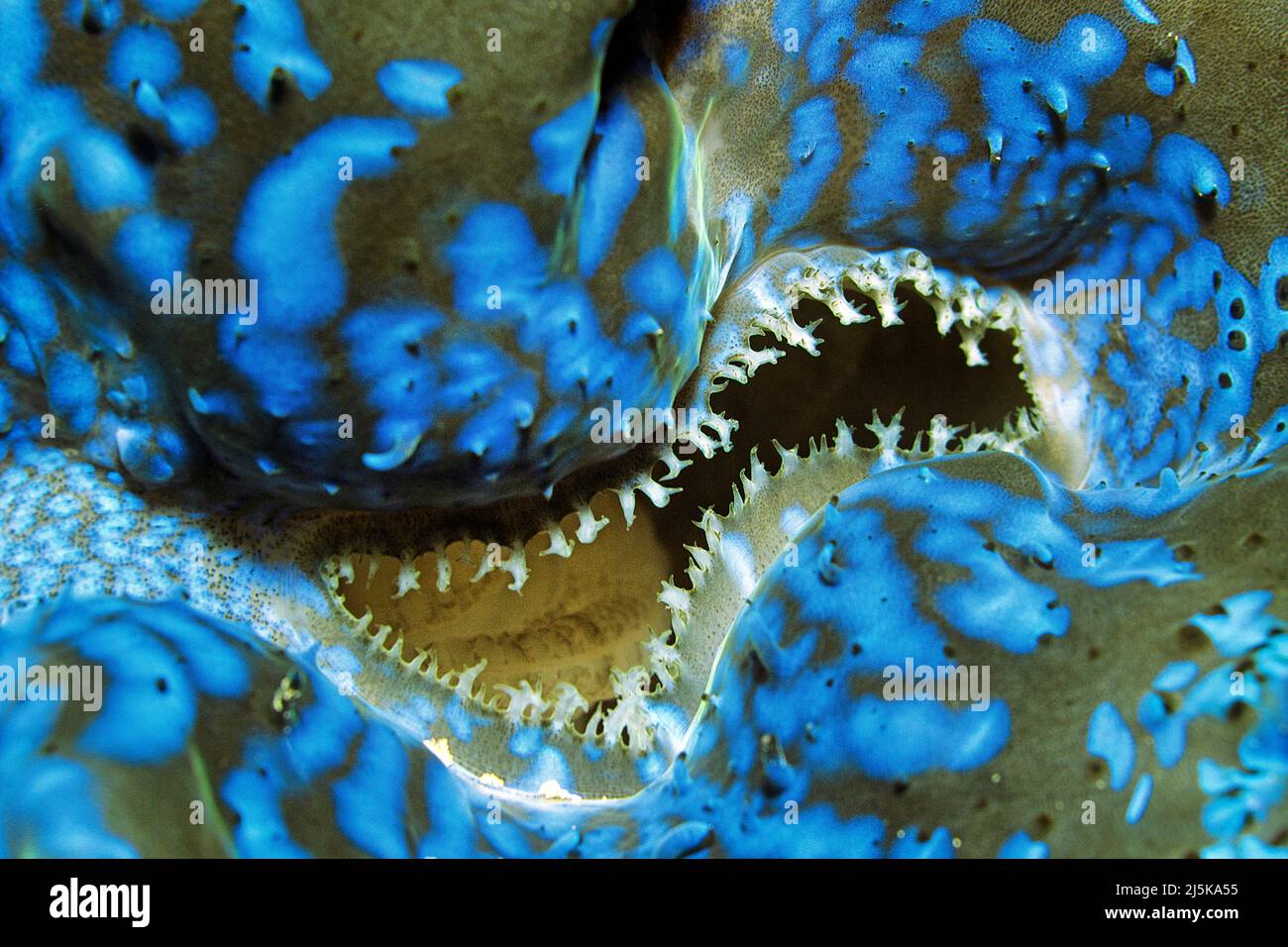 Détail d'un palourdes géantes bleues (Tridacna maxima), Maldives, océan Indien, Asie Banque D'Images