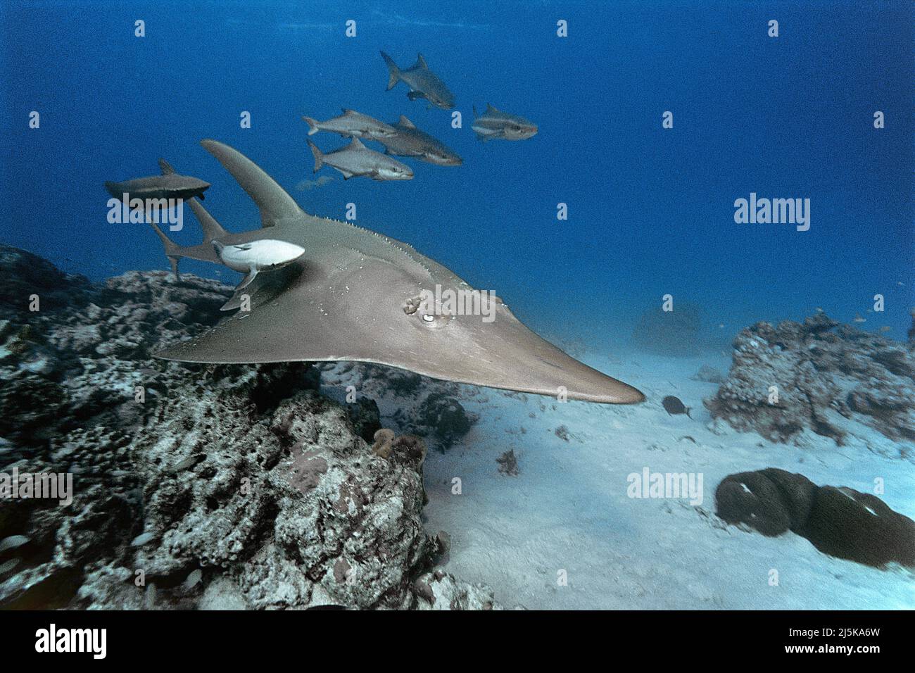 Guitarfish géant ou Guitarfish commun (Rhynchobatus djiddensis), avec des poissons-suc (Echeneis naucrates), Maldives, Océan Indien, Asie Banque D'Images