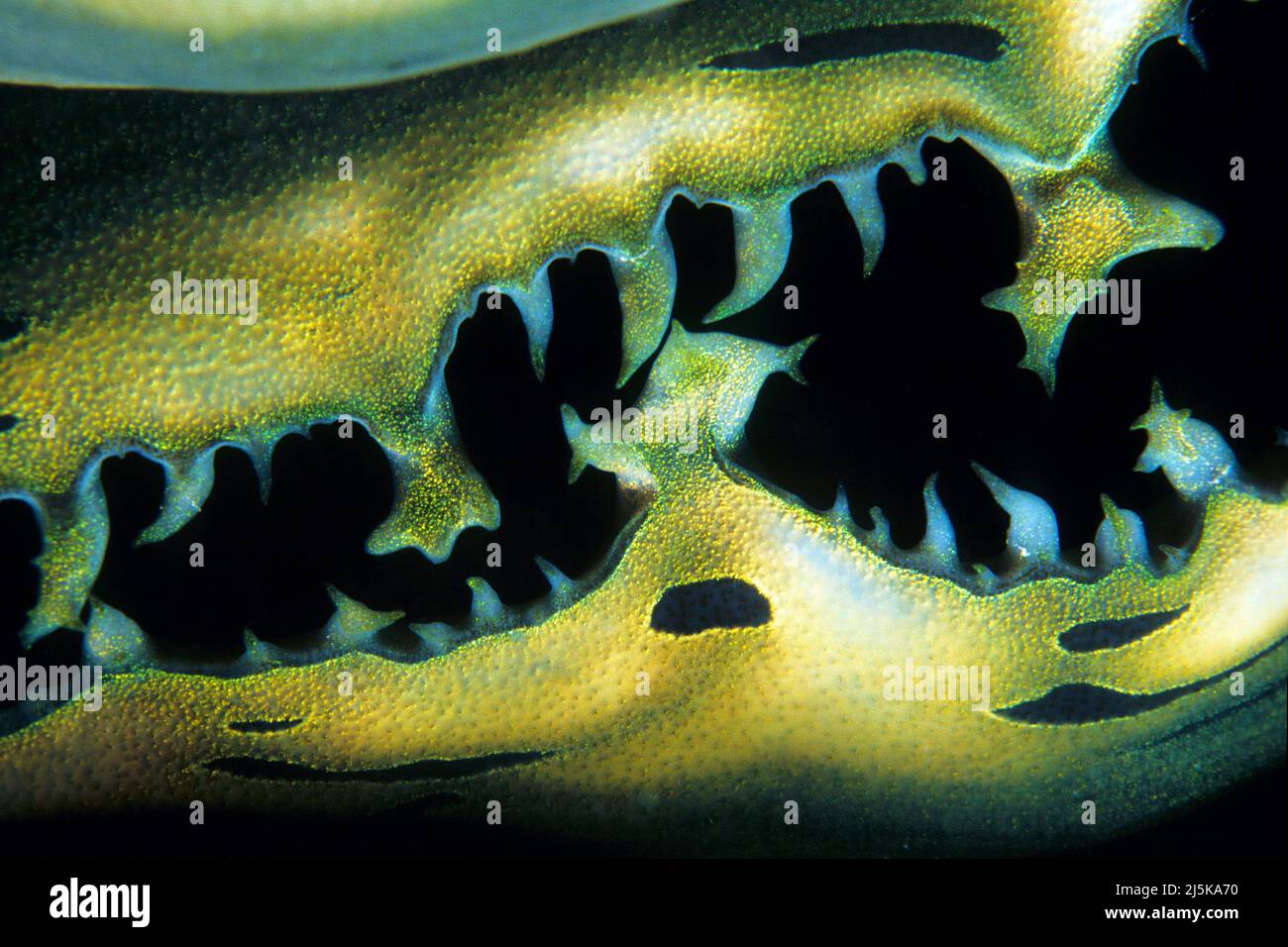 Détail d'un palourdes géantes allongées (Tridacna maxima), Maldives, océan Indien, Asie Banque D'Images