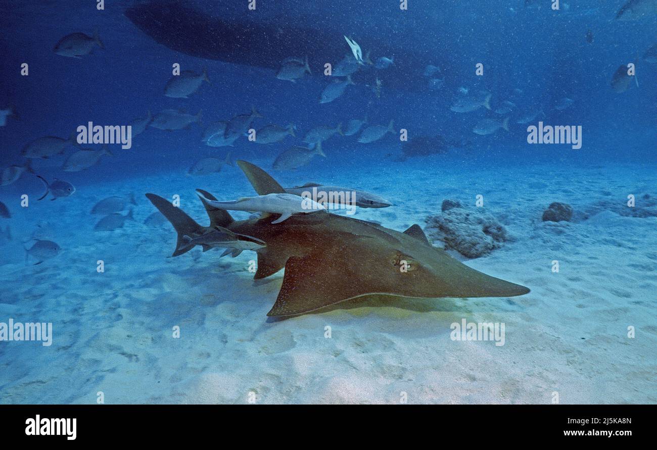 Guitarfish géant ou Guitarfish commun (Rhynchobatus djiddensis), avec des poissons-suc (Echeneis naucrates), Maldives, Océan Indien, Asie Banque D'Images