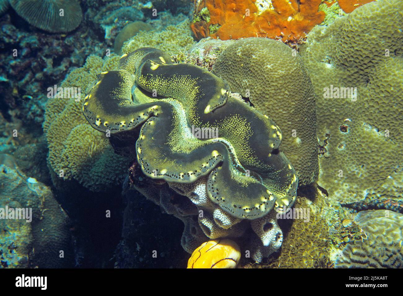 Palourdes géantes allongées (Tridacna maxima), Maldives, océan Indien, Asie Banque D'Images