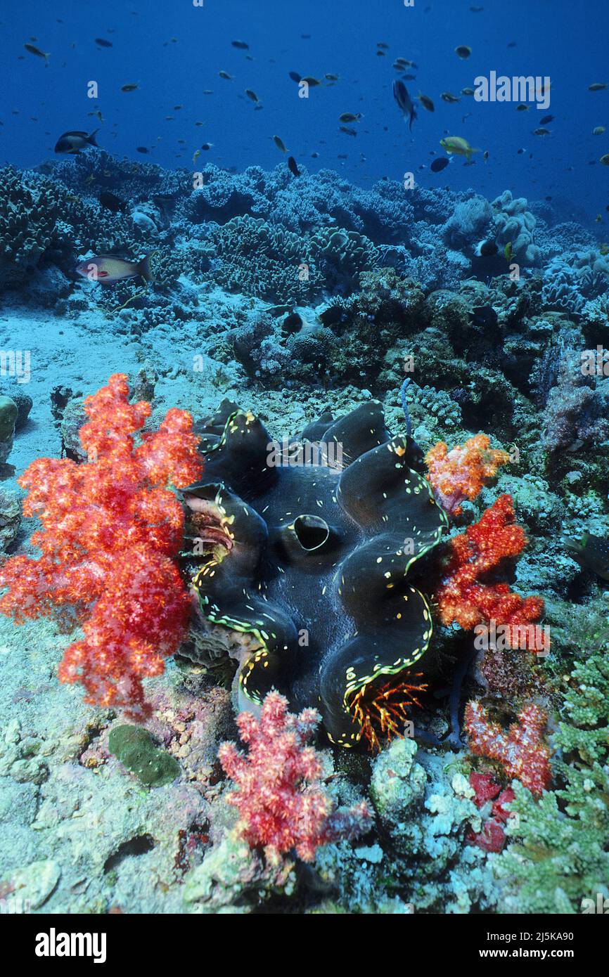 Palourdes géantes cannelées (Tridacna squamosa) entourées de coraux mous rouges (Dendronephthya sp.), Maldives, océan Indien, Asie Banque D'Images