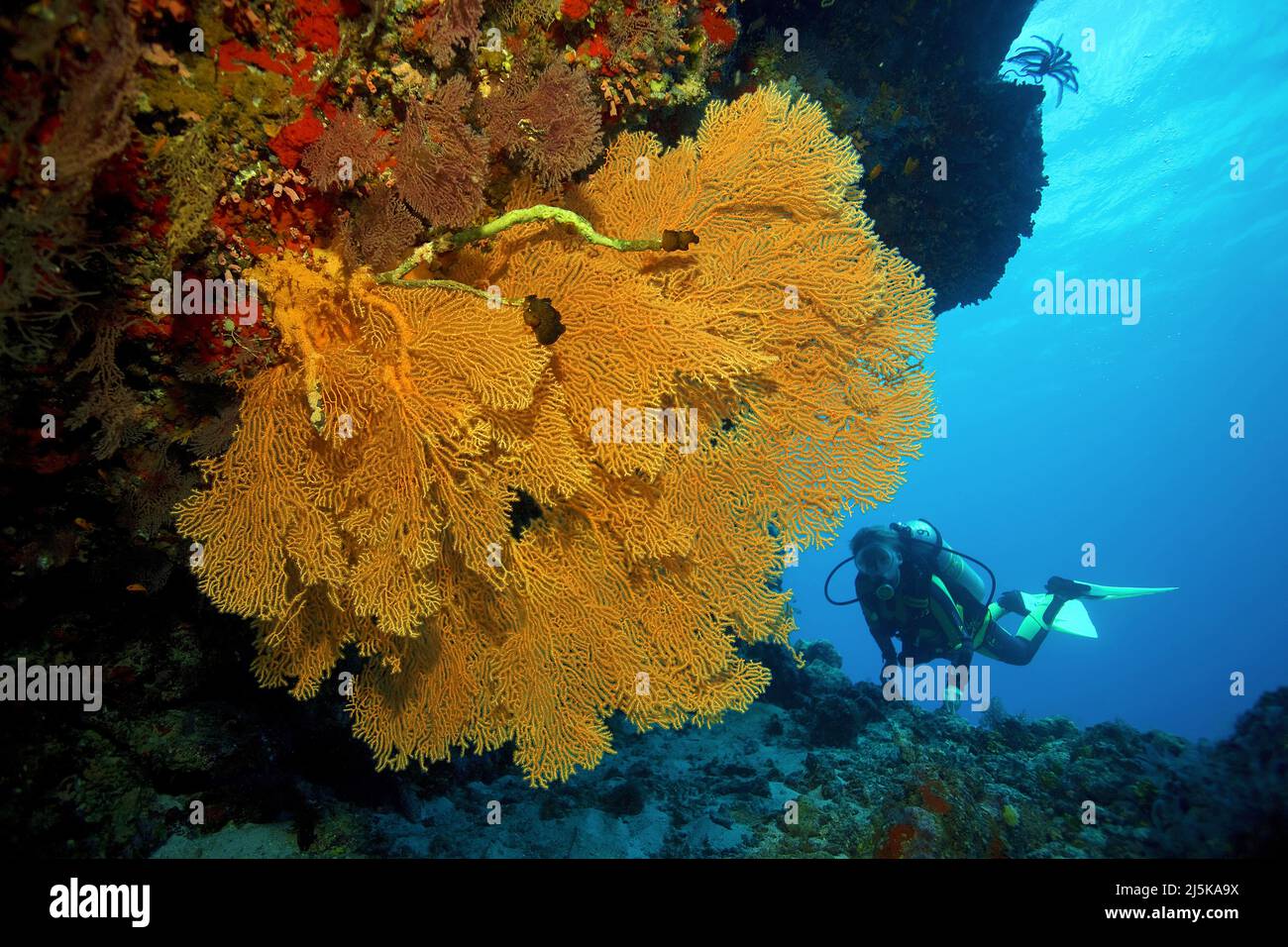 Plongée sous-marine derrière un ventilateur de mer géant (Gorgonacea), Maldives, océan Indien, Asie Banque D'Images