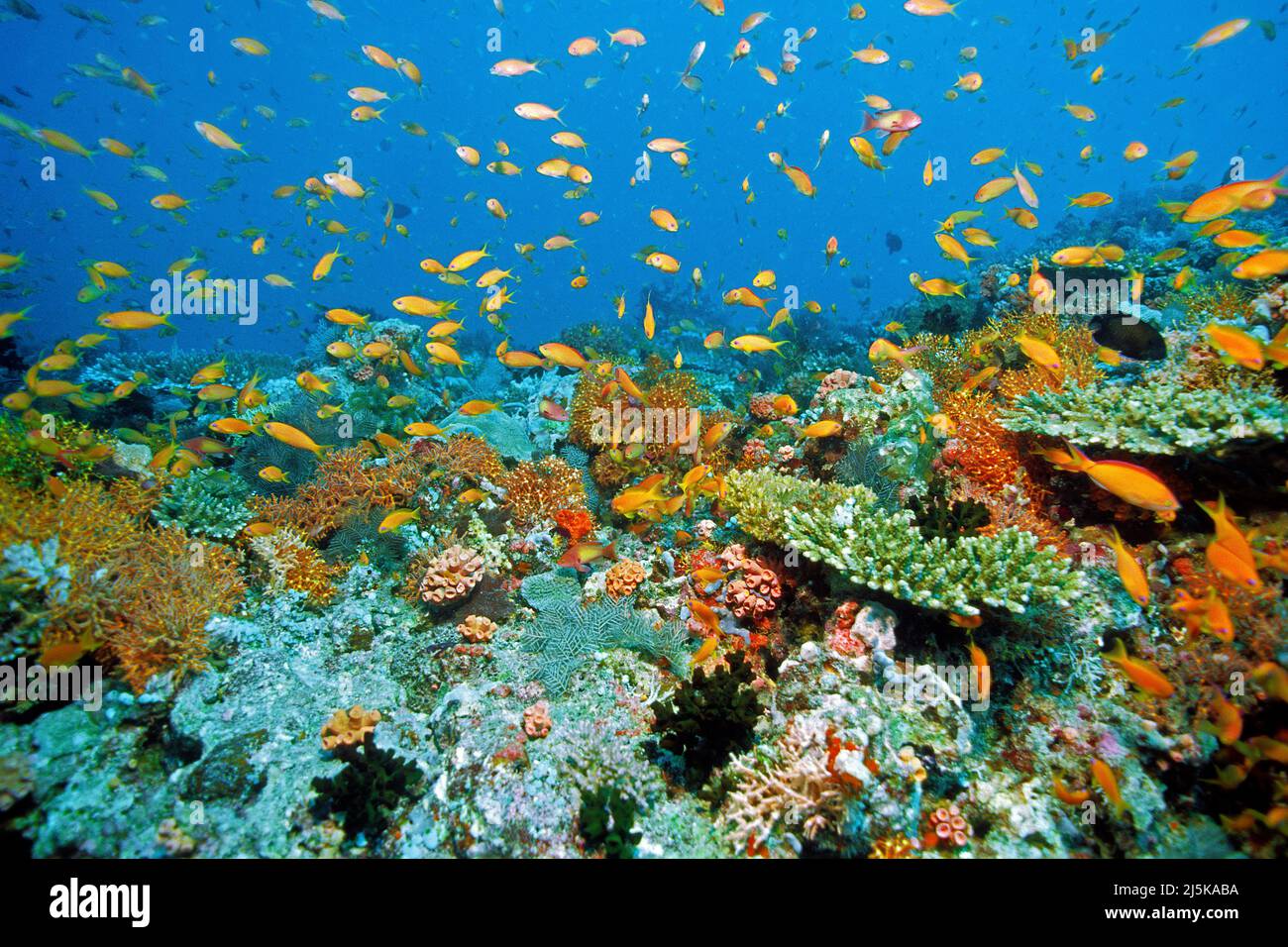 Bijou fée basset ou litRetail anthias (Pseudanthias squamipinnis) croisière sur un récif tropical de corail, Maldives, océan Indien, Asie Banque D'Images