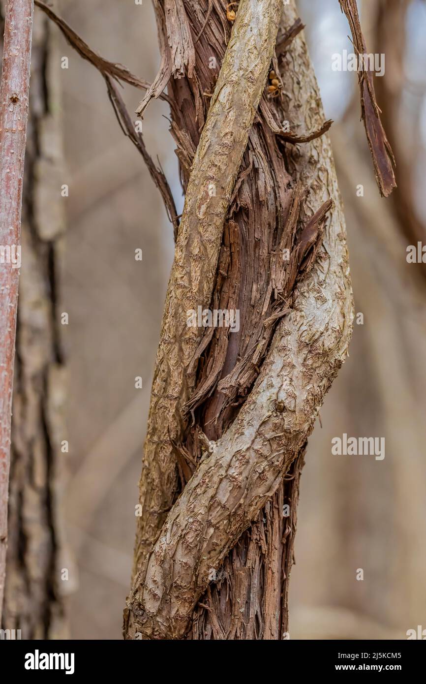 Le doux-amer oriental, Celastrus orbiculatus, une vigne envahissante autour du raisin sauvage indigène, Woodland Park et la réserve naturelle, Battle Creek, Michigan, États-Unis Banque D'Images