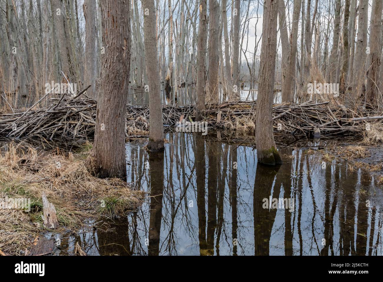 Un castor nord-américain, Castor canadensis, loge et barrage soutient l'eau d'un ruisseau dans Woodland Park and Preserve, Battle Creek, Michigan, États-Unis Banque D'Images