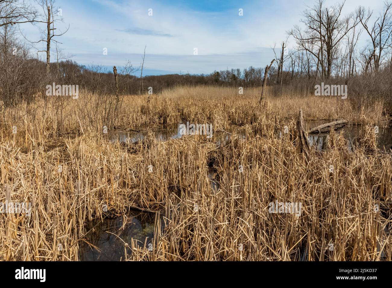 Milieu humide avec catadiums au début du printemps dans la réserve biologique d'Ott, comté de Calhoun, Michigan, États-Unis Banque D'Images