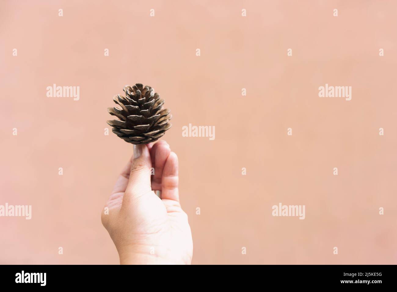 Main femelle tenant le cône de pin sur fond pastel Banque D'Images