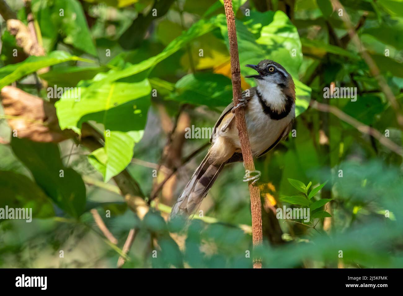 Image du petit Laughingthrush (Garrulax monileger) sur la branche de l'arbre sur fond de nature. Oiseau. Animaux. Banque D'Images