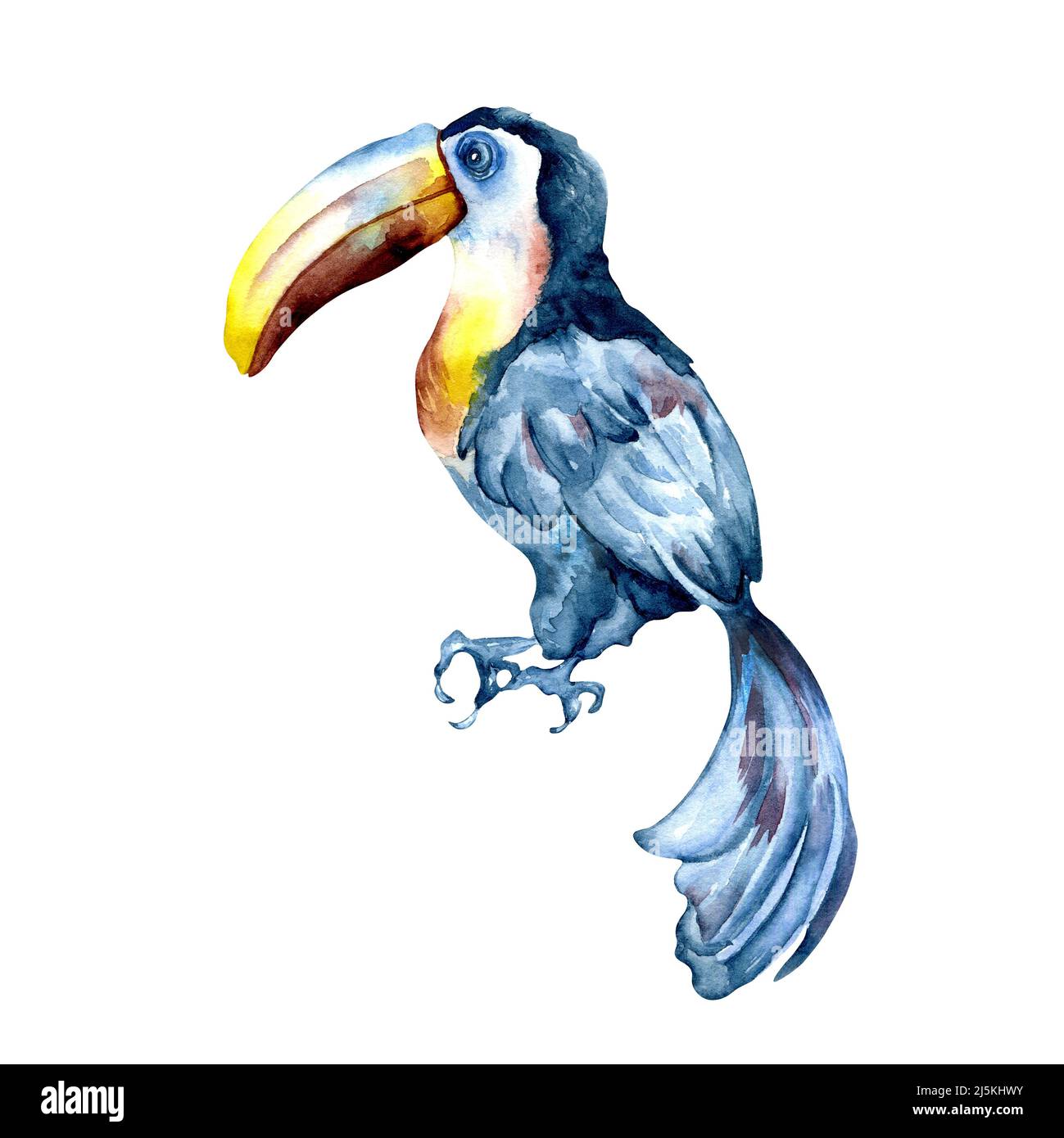 Illustration d'aquarelle d'oiseau tropical exotique de Toucan, peinte à la main un oiseau coloré avec grand bec, vie d'animal multicolore pour compositions, salutation c Banque D'Images
