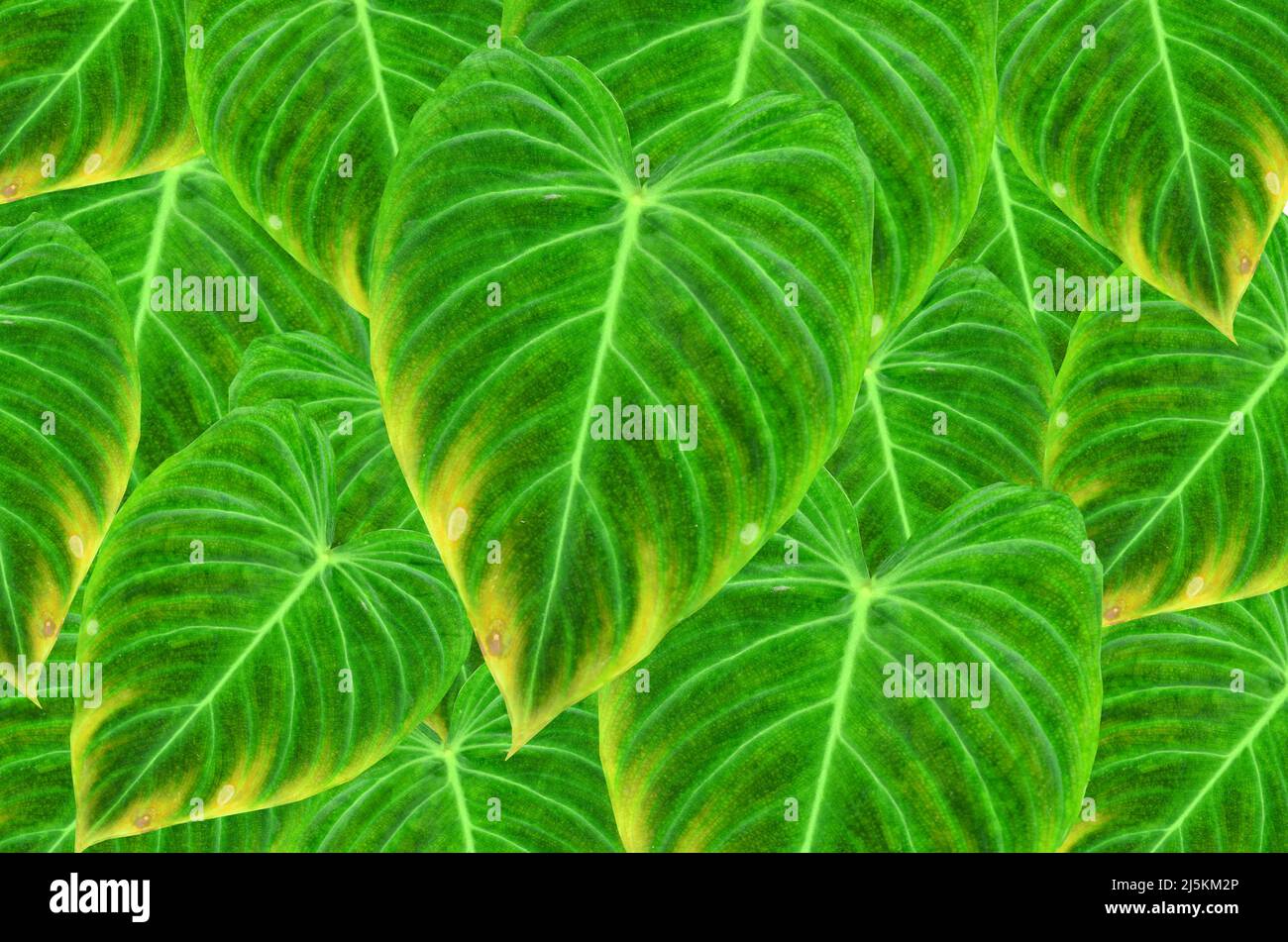 Philodendron feuille splendide nature texture fond Banque D'Images