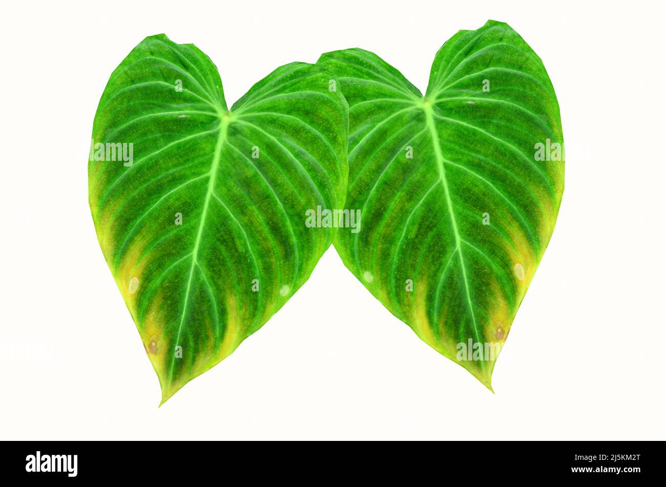Philodendron splendide feuille nature texture sur fond blanc Banque D'Images