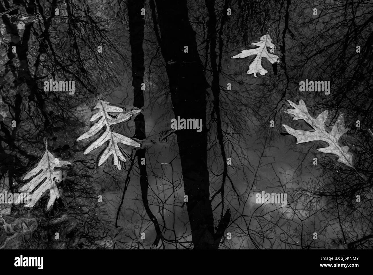 Réflexions de feuilles de chêne blanc et d'arbres sur un étang Beaver dans Woodland Park et la réserve naturelle à Battle Creek, Michigan, États-Unis Banque D'Images