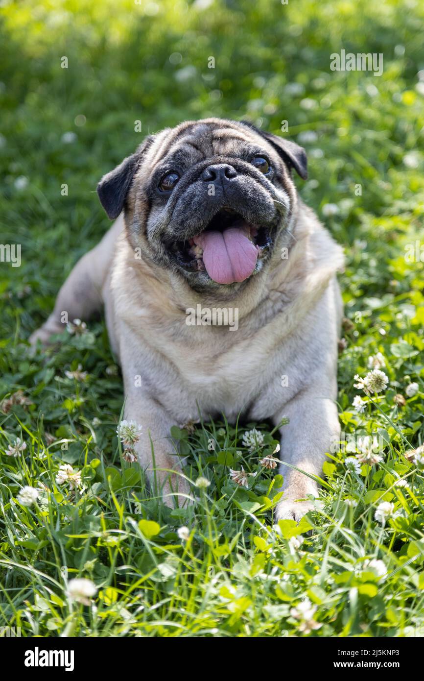 Un joli pug se trouve sur un pré et surveille la région Banque D'Images