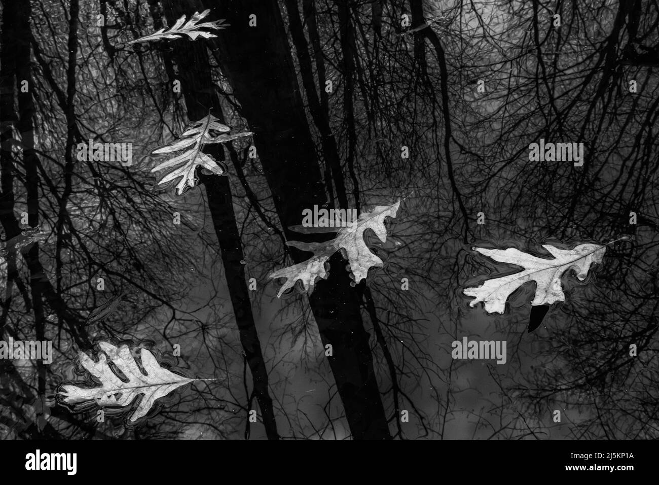 Réflexions de feuilles de chêne blanc et d'arbres sur un étang Beaver dans Woodland Park et la réserve naturelle à Battle Creek, Michigan, États-Unis Banque D'Images