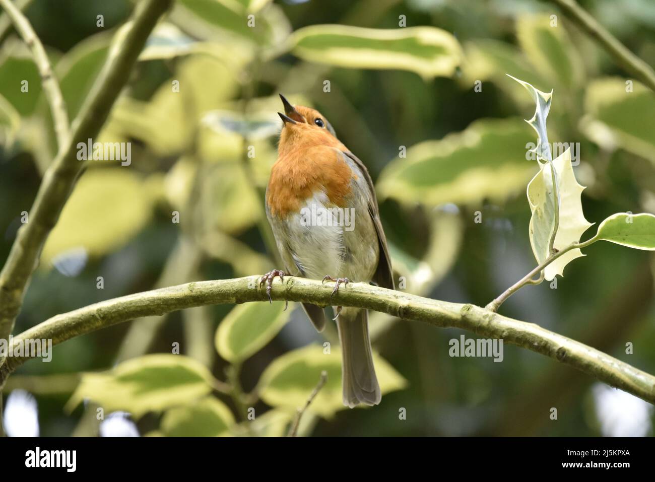 Robin européenne (erithacus rubecula) perchée sur une branche voûtée, regardant vers le haut, chantant, contre un fond Holly lors d'une journée ensoleillée au printemps, Royaume-Uni Banque D'Images