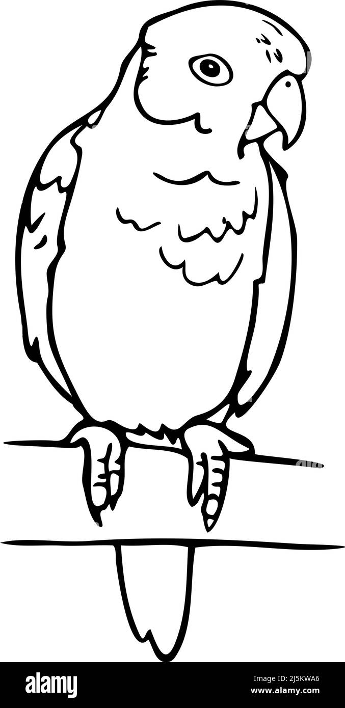 Illustration vectorielle d'oiseau de rivage noir et blanc. Perroquet dessiné à la main assis sur la branche. Illustration de Vecteur