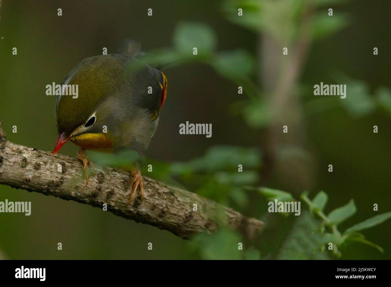 Leiothrix lutea , nightingale japonaise sur la branche de l'arbre Banque D'Images