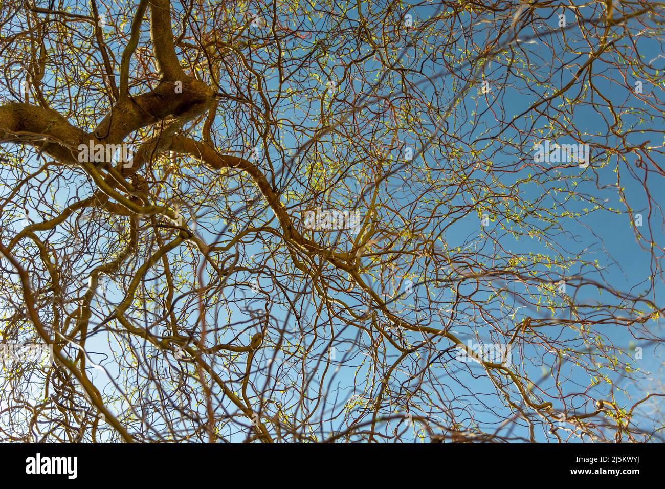 Des branches de babylone saule sur le fond du ciel Banque D'Images