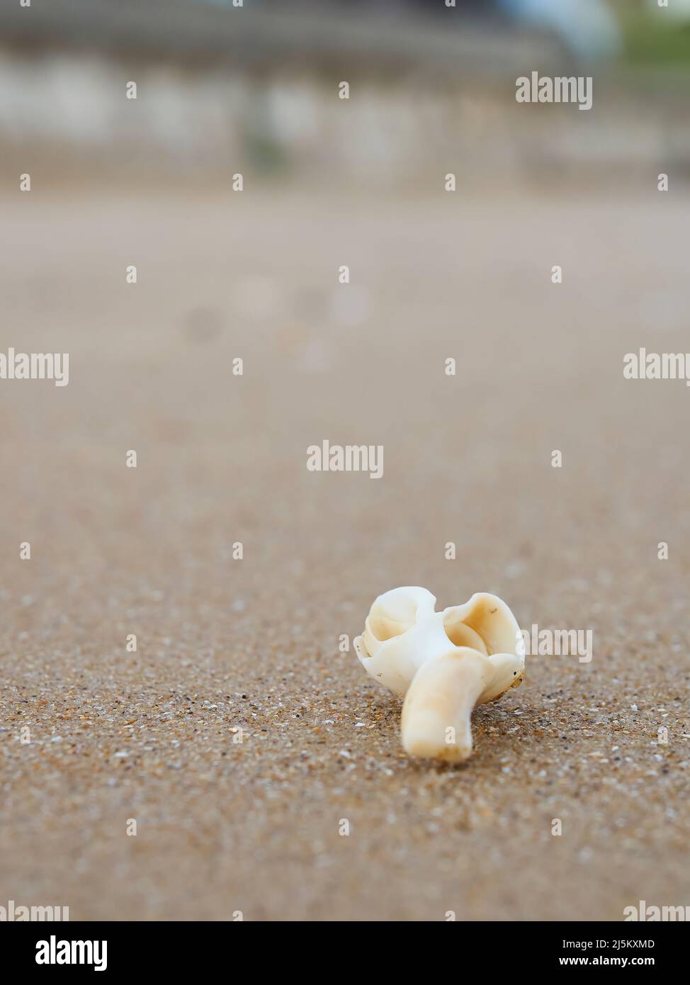 Un petit coquillage délicat en très gros plan sur les grains de sable qui composent la plage de Frinton-on-Sea. Banque D'Images